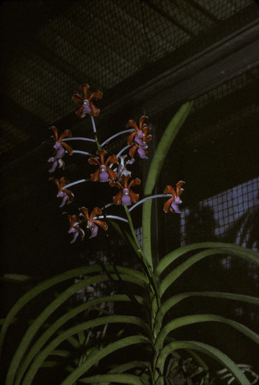 Orchidea Vanda 2