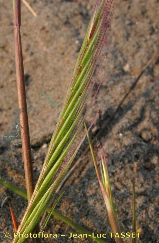Vulpia membranacea 3