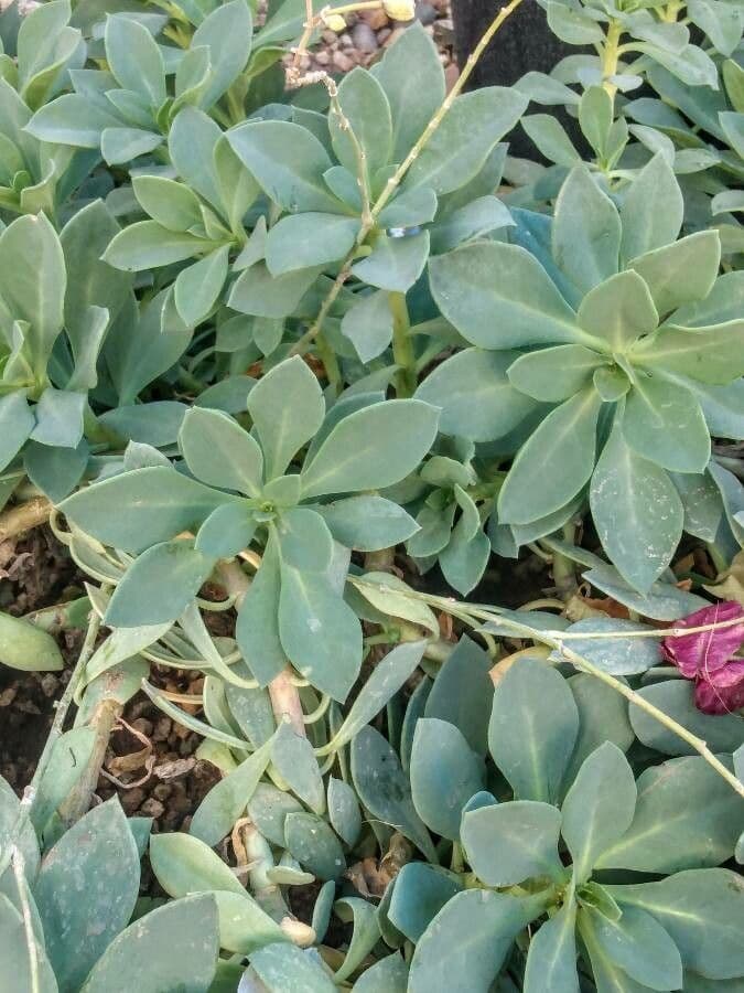 Cistanthe grandiflora 18