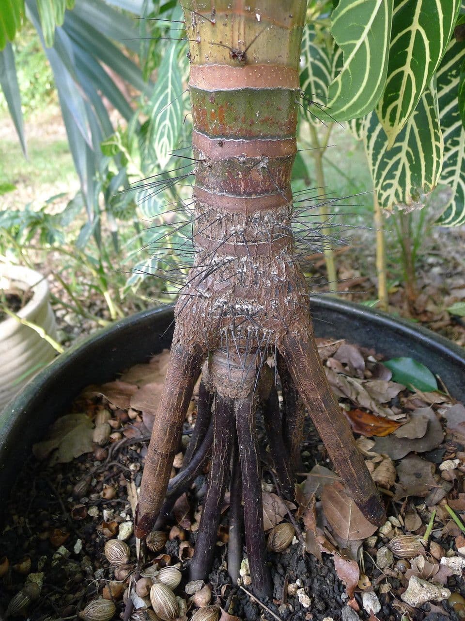 Verschaffeltia 14
