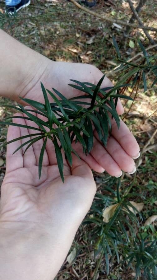 Podocarpus 8