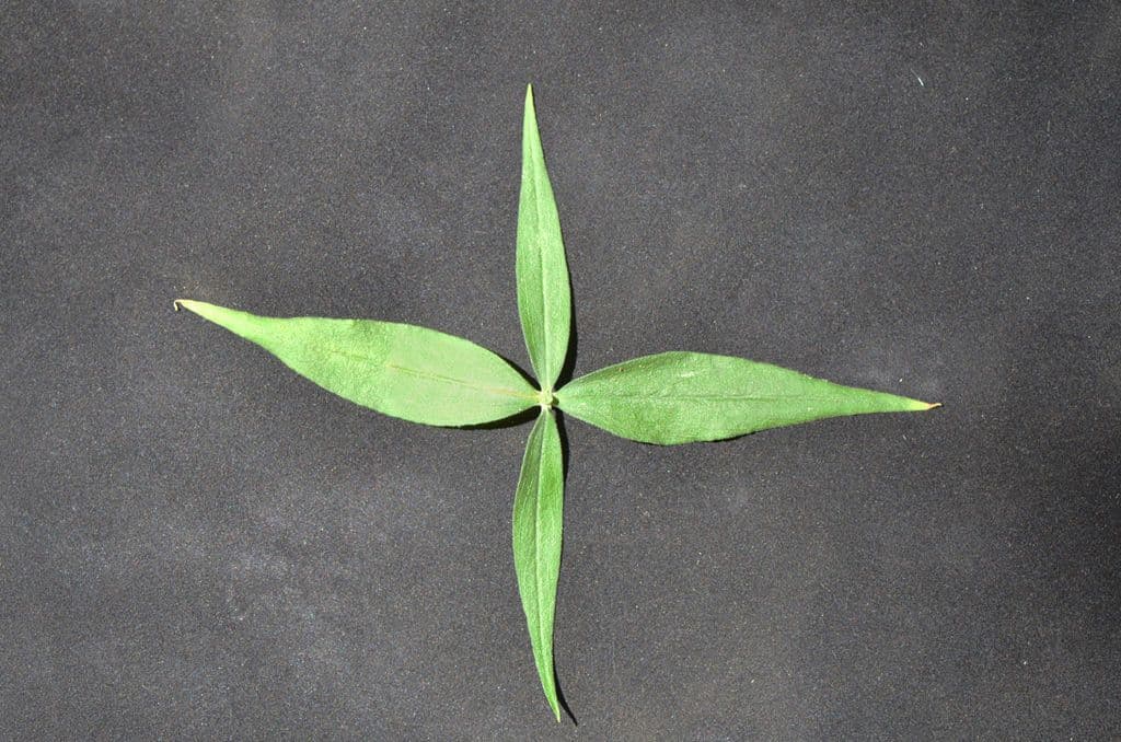 Silene stellata 18