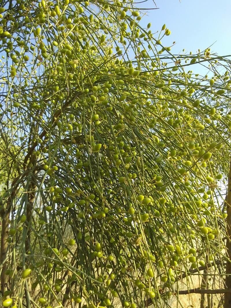 Rhamnus 16