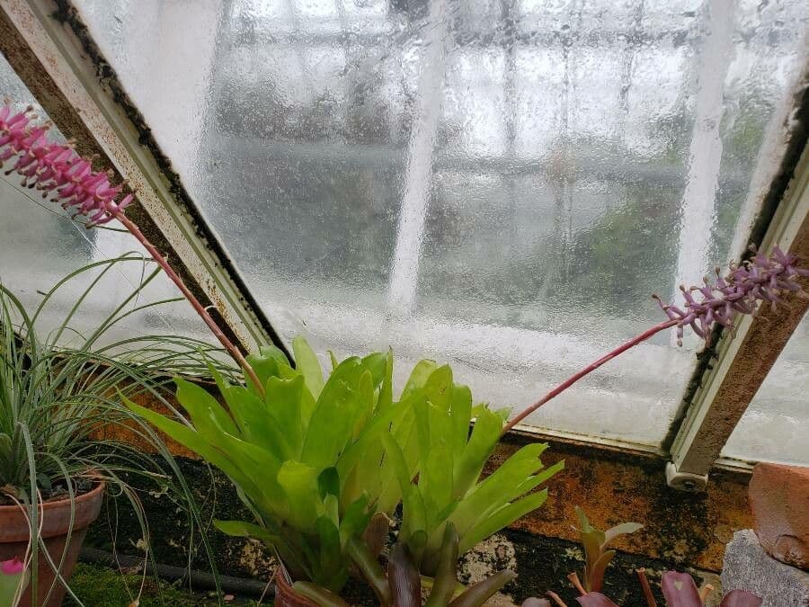 Aechmea 3