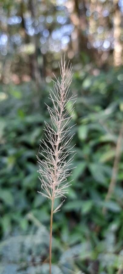 Setaria 11
