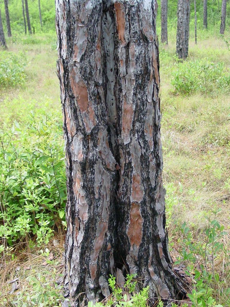 Pino palustre 21