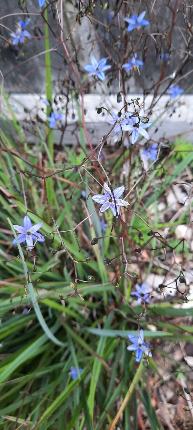 Dianella 4