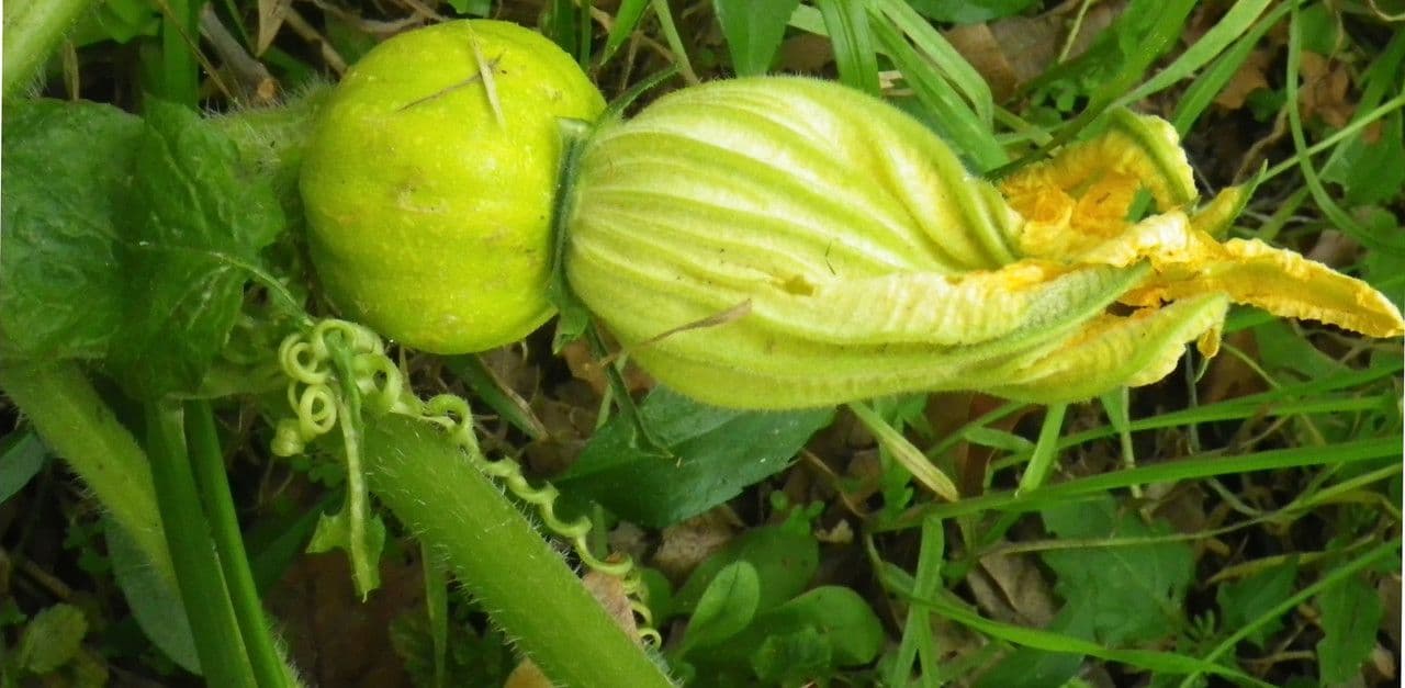 Zucca moscata 7
