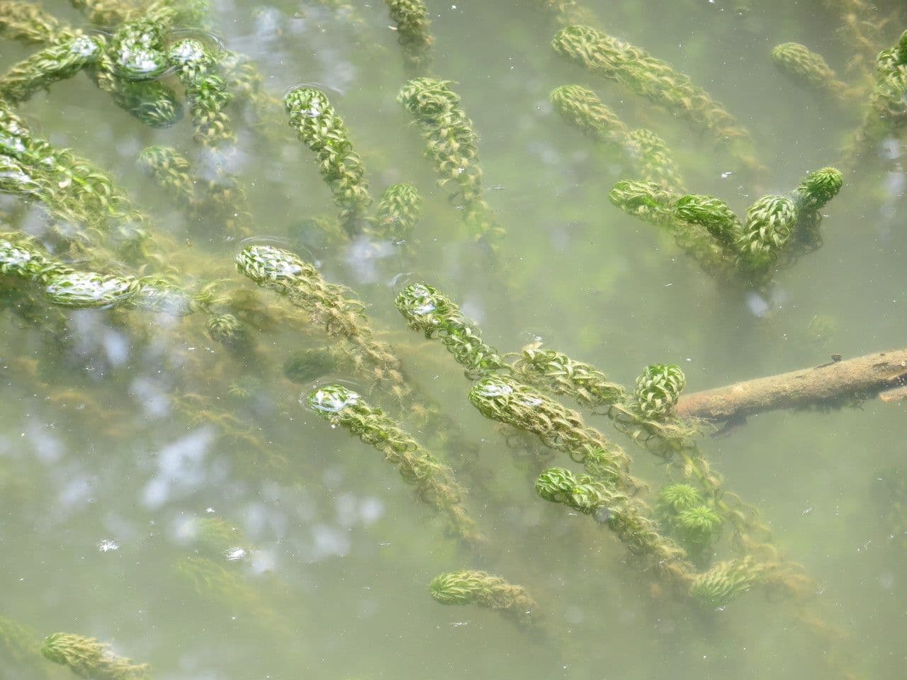 Elodea del Capo 10