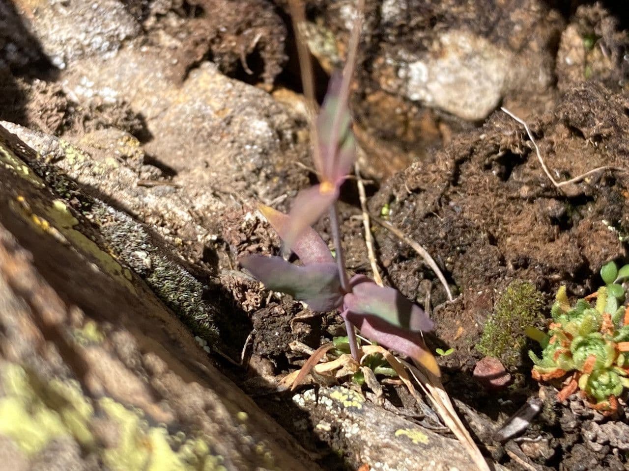 Silene rupestre 11