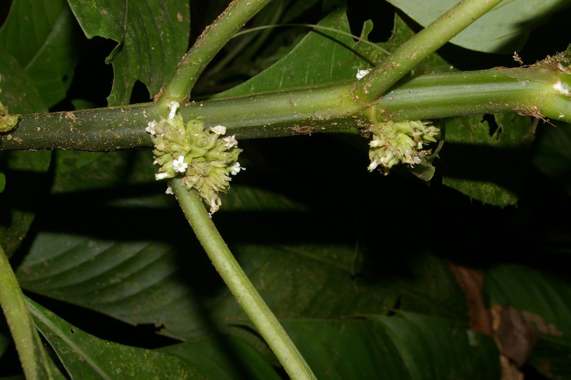 Notopleura 2