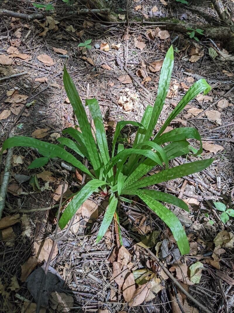 Plantainleaf sedge 13