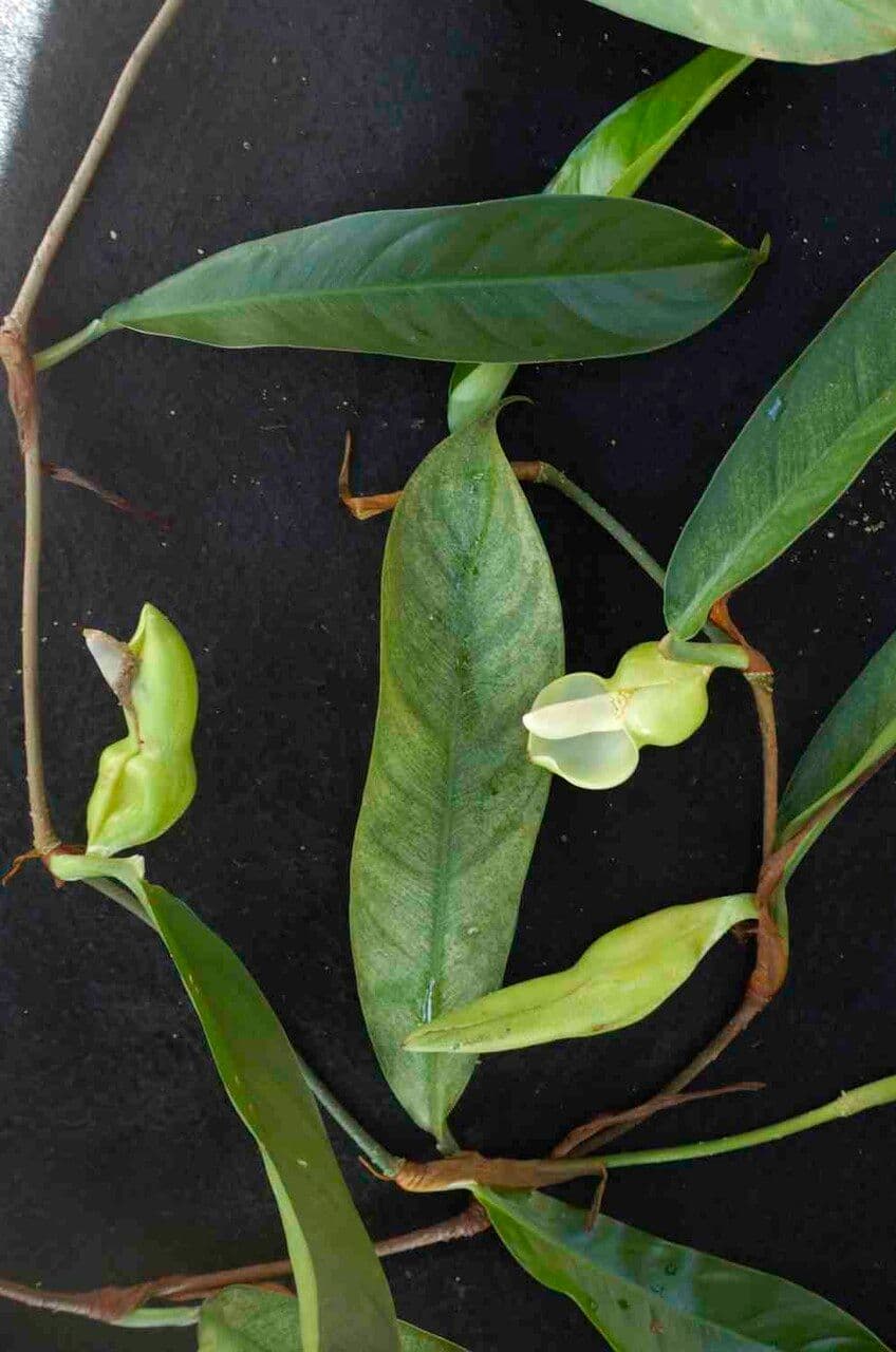 Filodendron 2