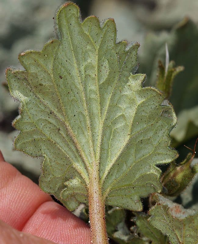 Charlottes Phacelia 15
