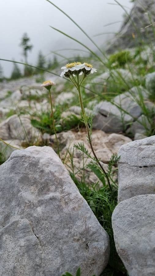 Achillea atrata 9
