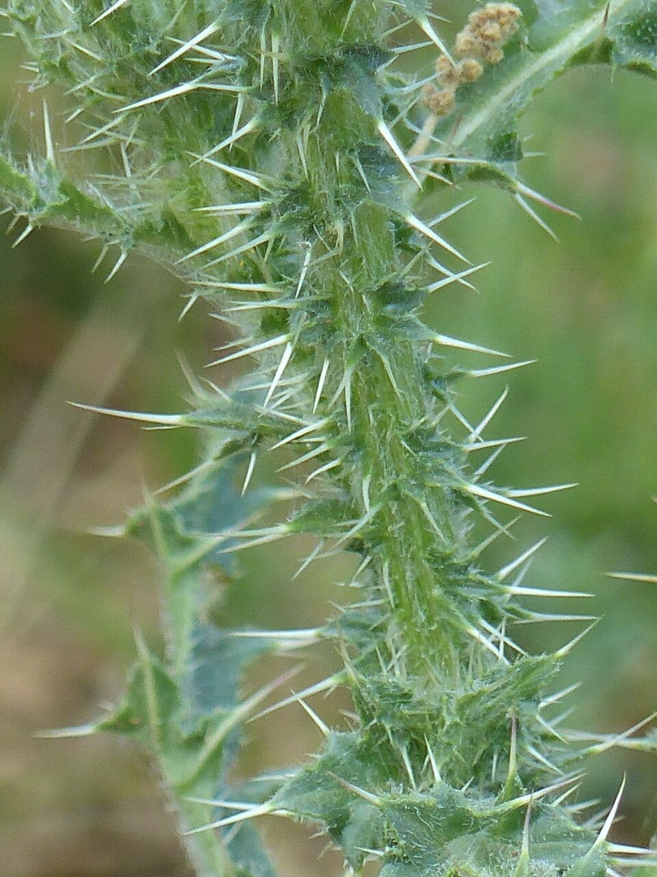 Cardo 21
