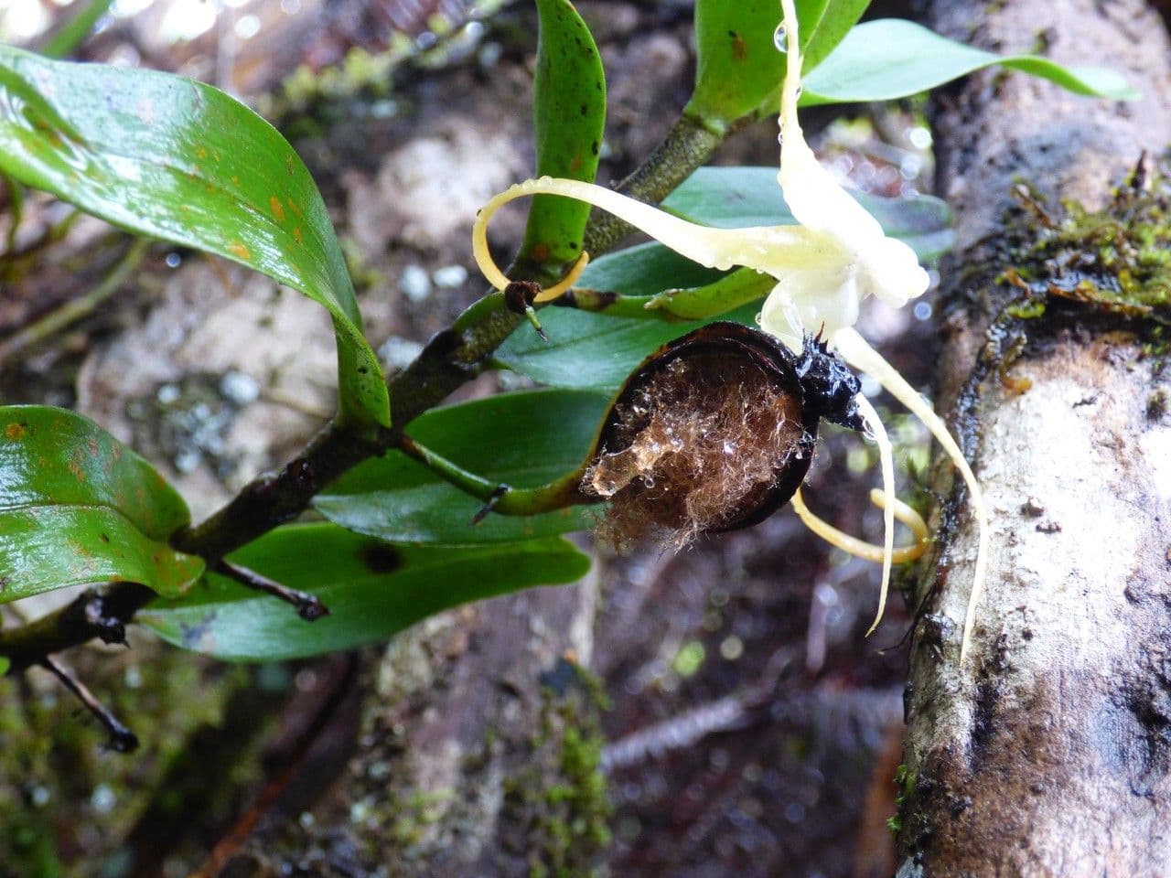 Angraecum