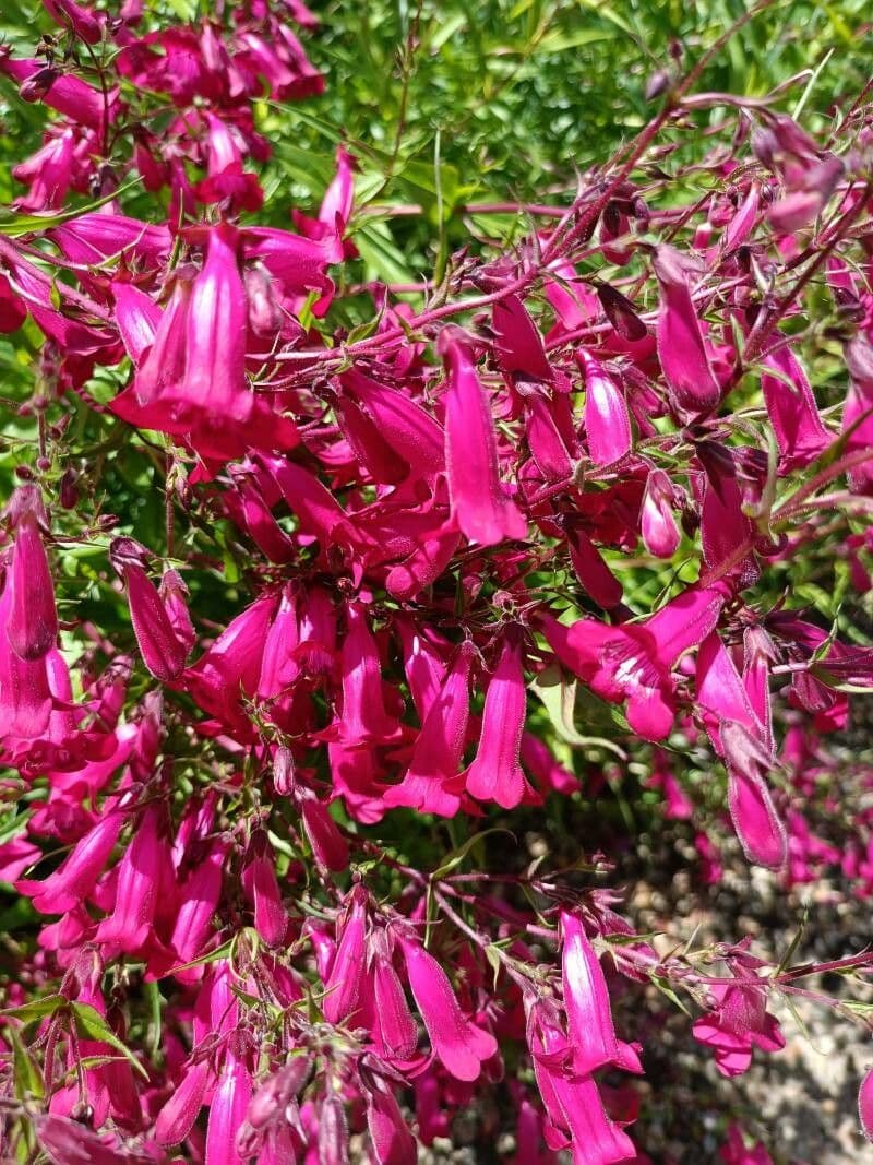 Penstemon barbato 13