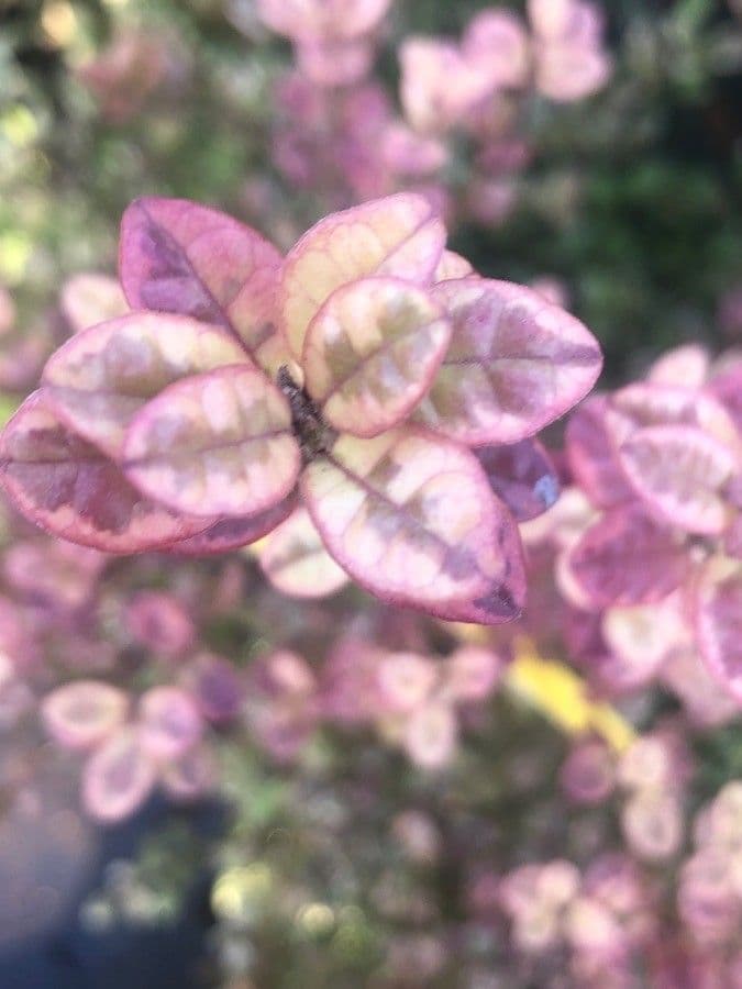 Lophomyrtus bullata 6
