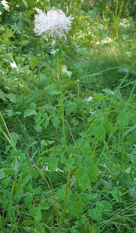 Akeleiblättrige Wiesenraute 12