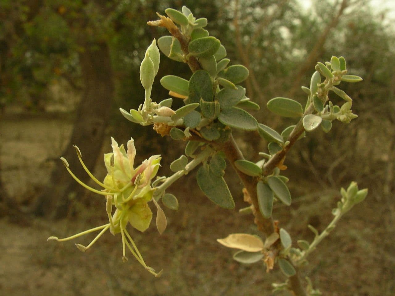 Cadaba farinosa 17