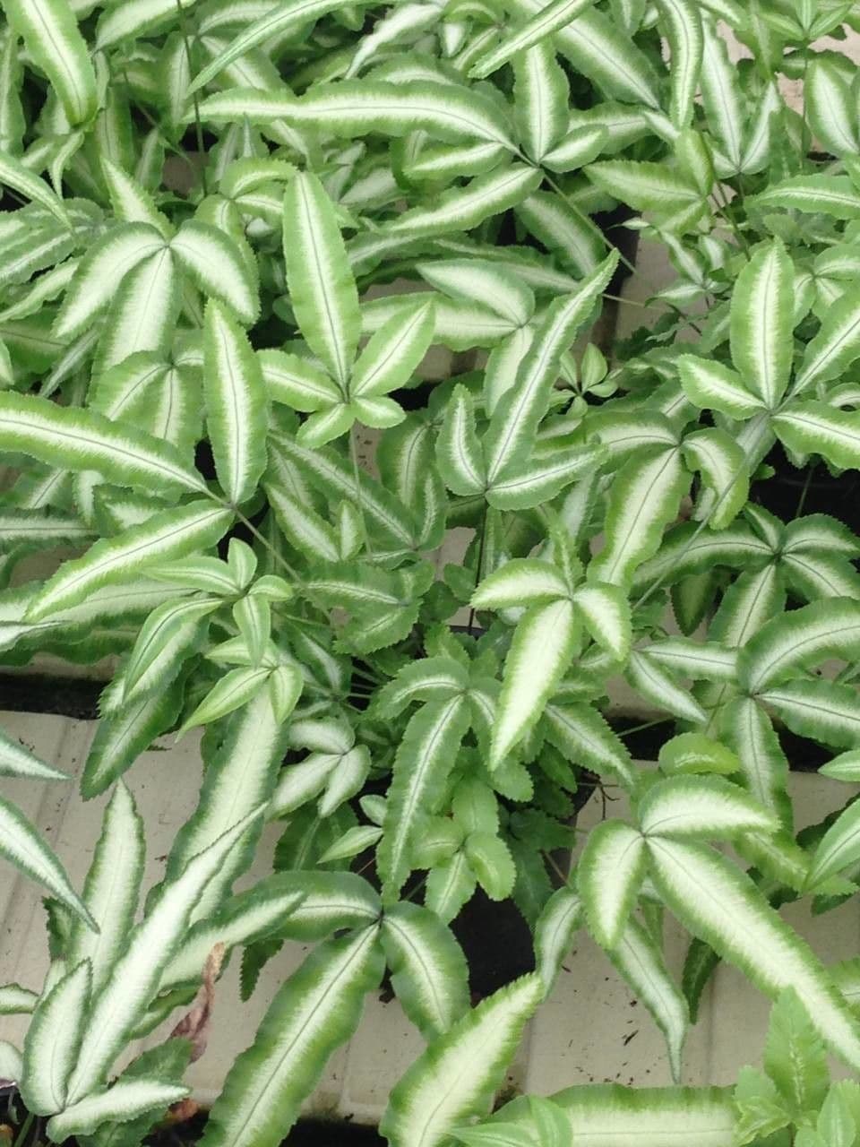 Pteris di Creta 7