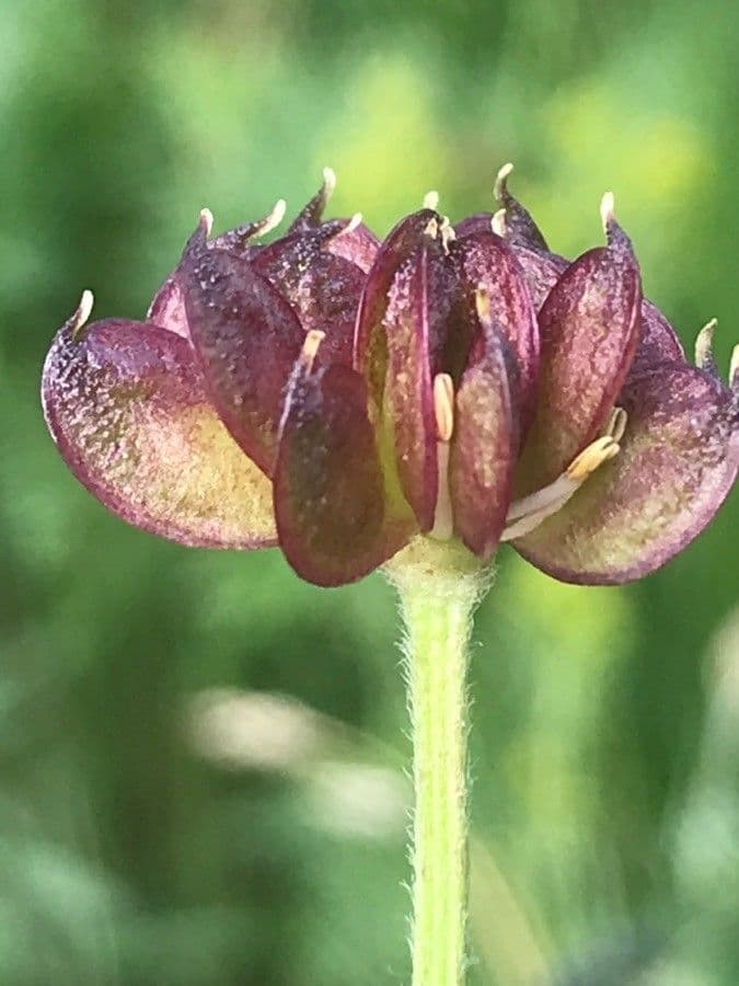 Anemone narcissiflora