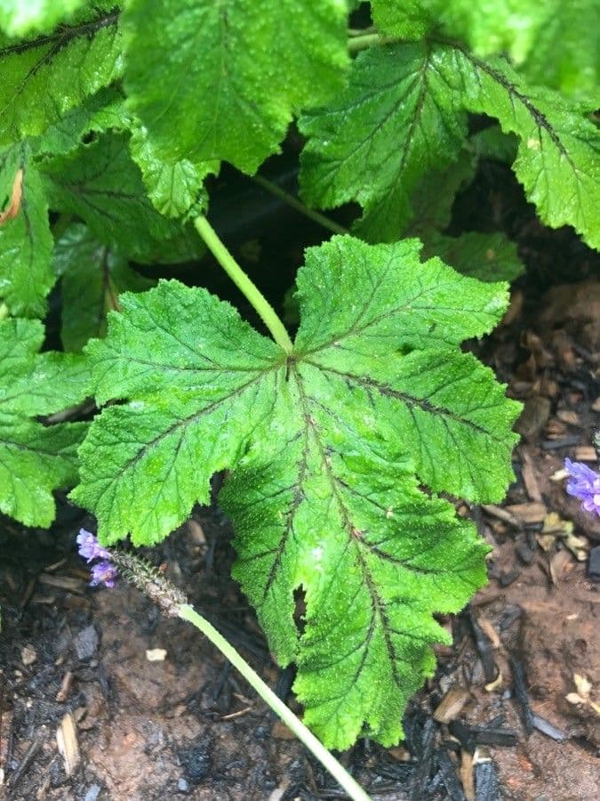 Eichenblättrige Pelargonie 11