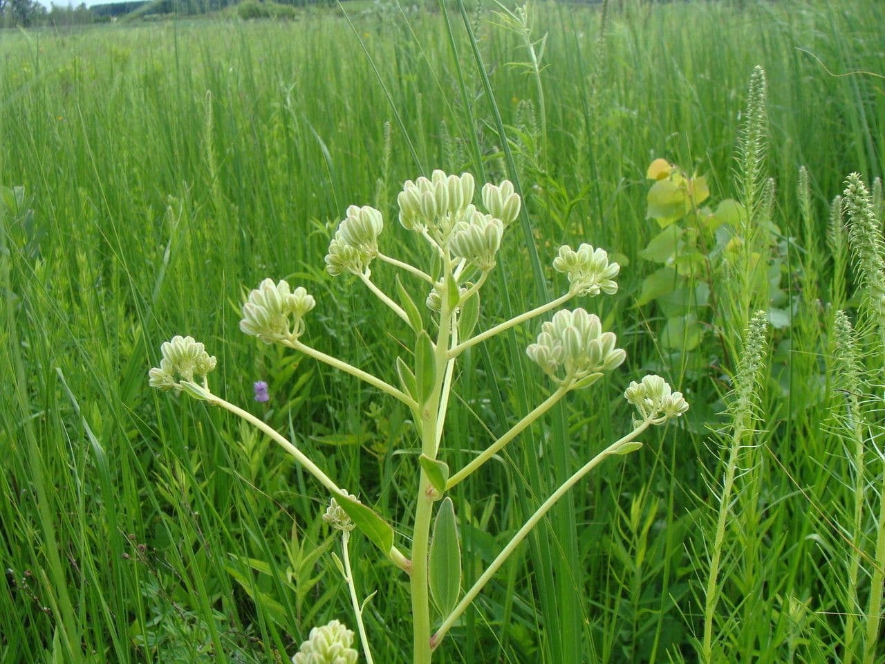 Arnoglossum plantagineum 6