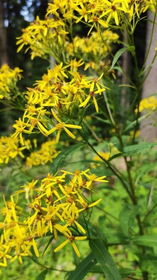 Senecio alto