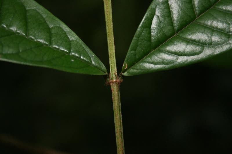 Vochysia 13