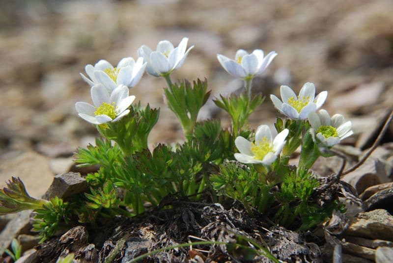 Anemone