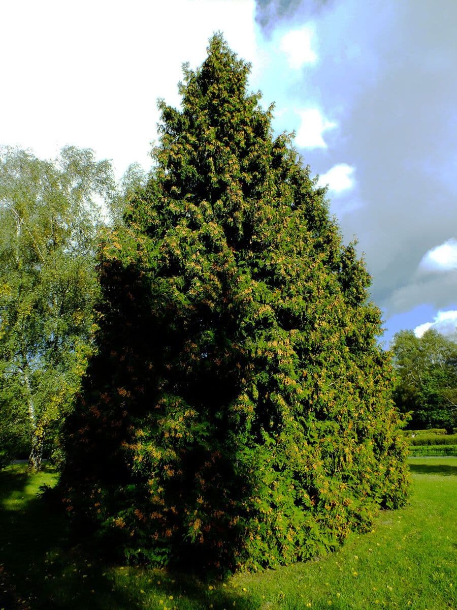 Zerav obrovský 15