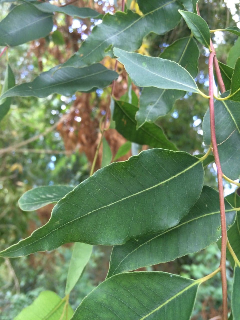 Eucalyptus 2
