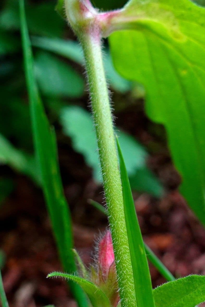 Silene dioica 23