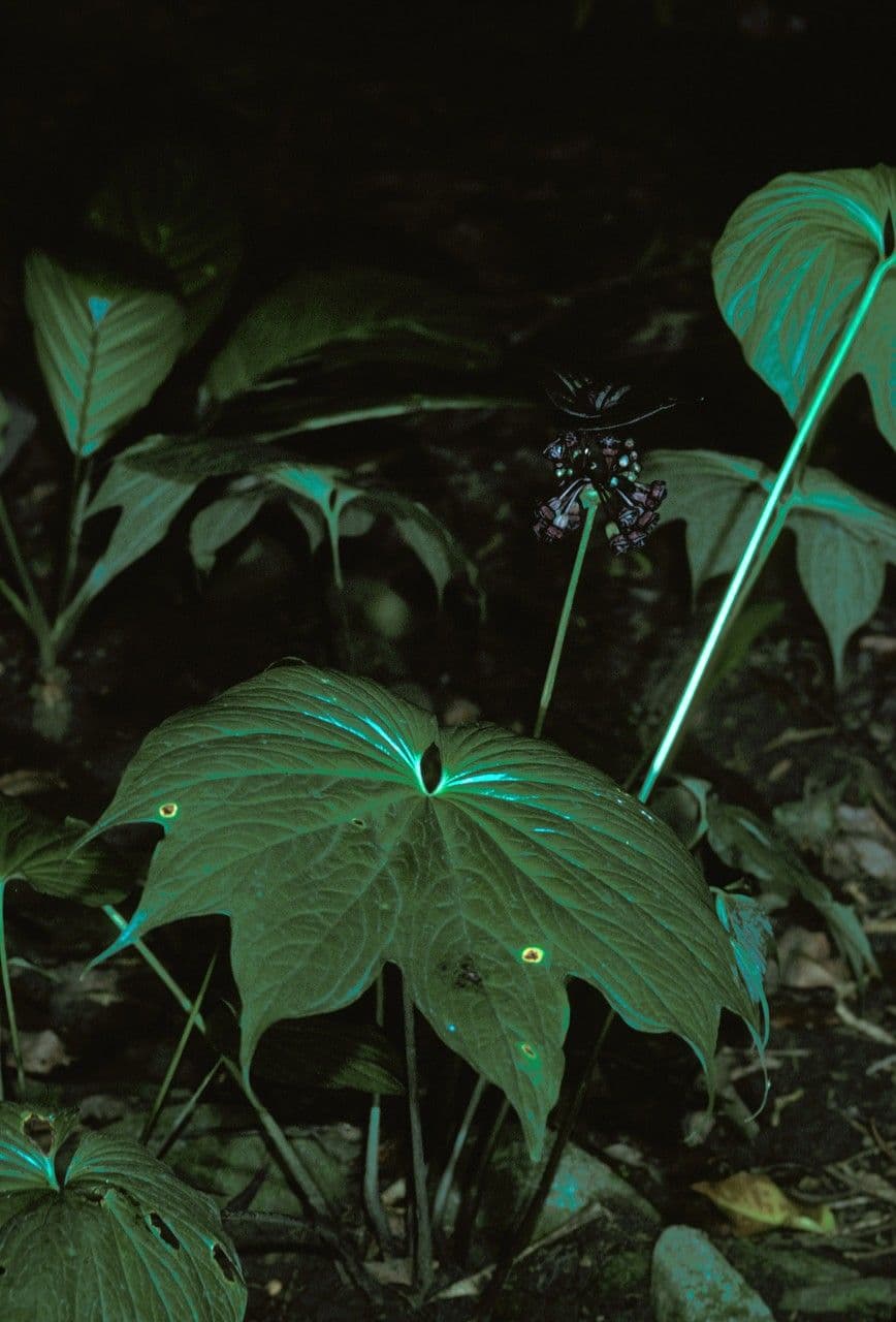 Fiore pipistrello 2