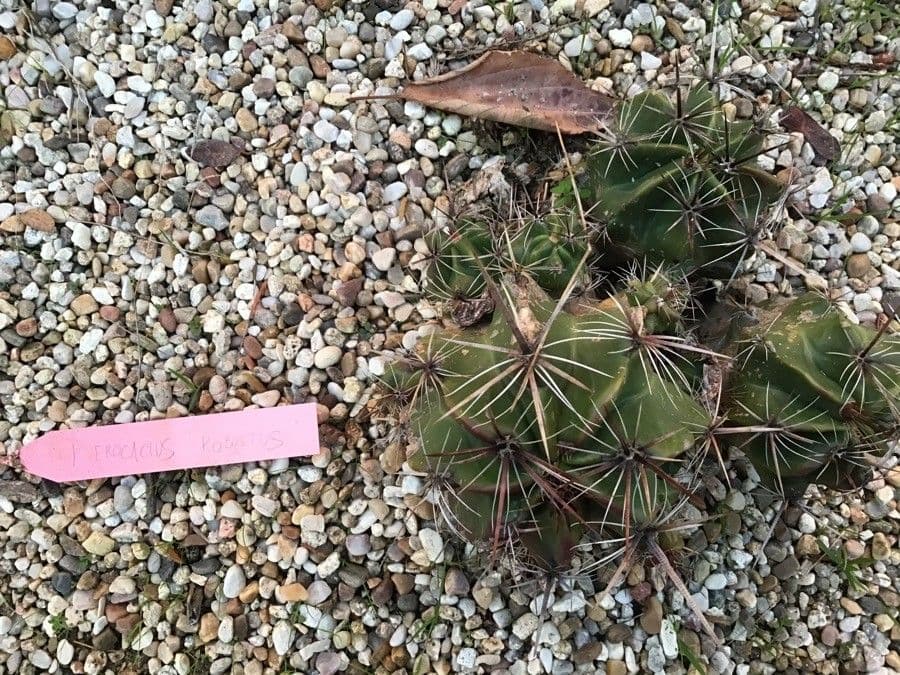 Ferocactus 4