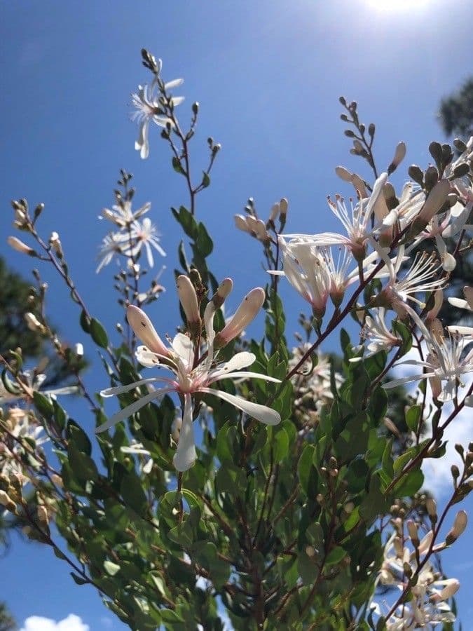 Teerblume 9