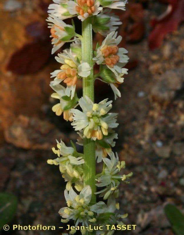 Reseda barrelieri 5