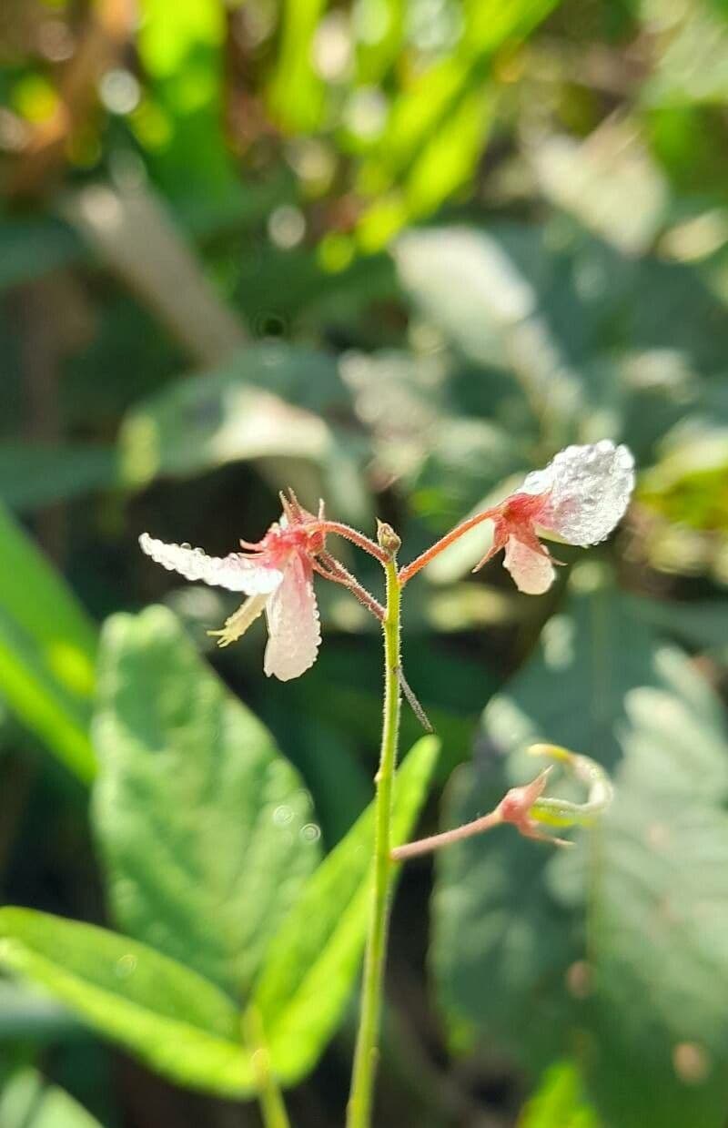 Desmodium
