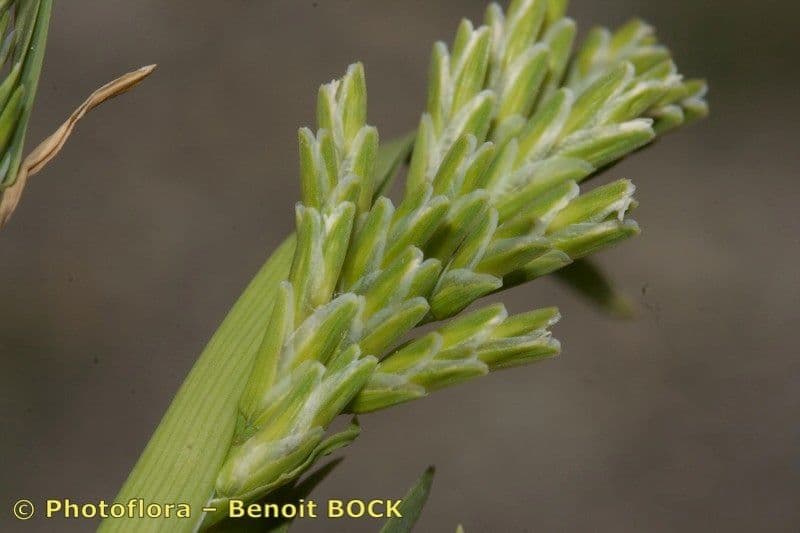Sclerochloa 4