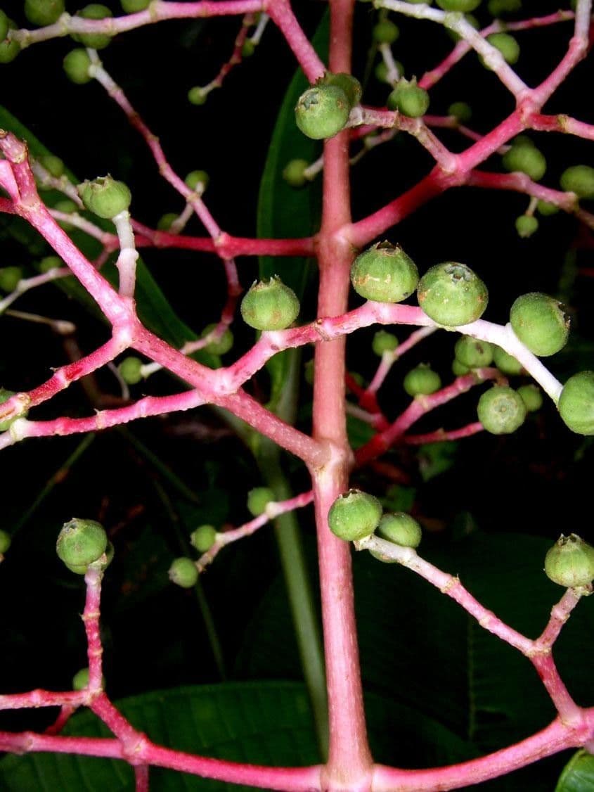 Miconia 19