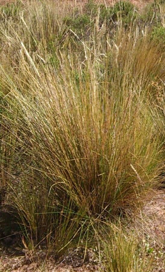 Festuca 4