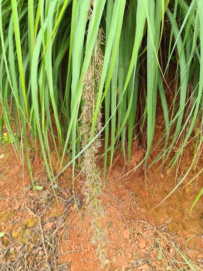 Cymbopogon nardus 2