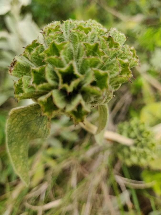 Phlomis 17