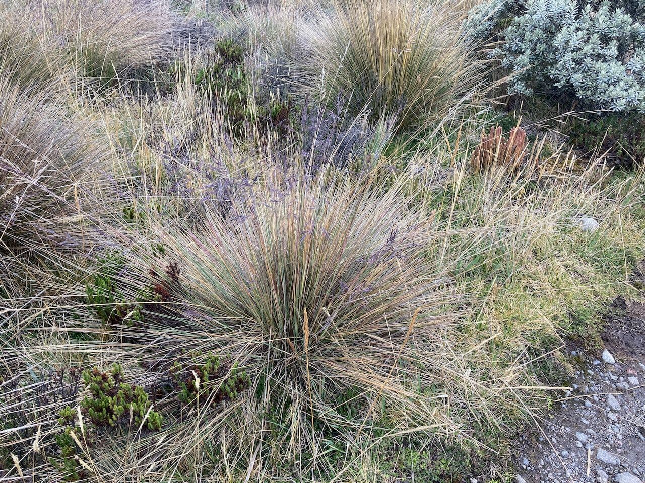 Festuca 7