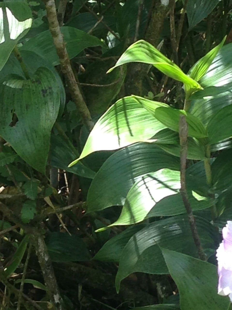 Sobralia 12