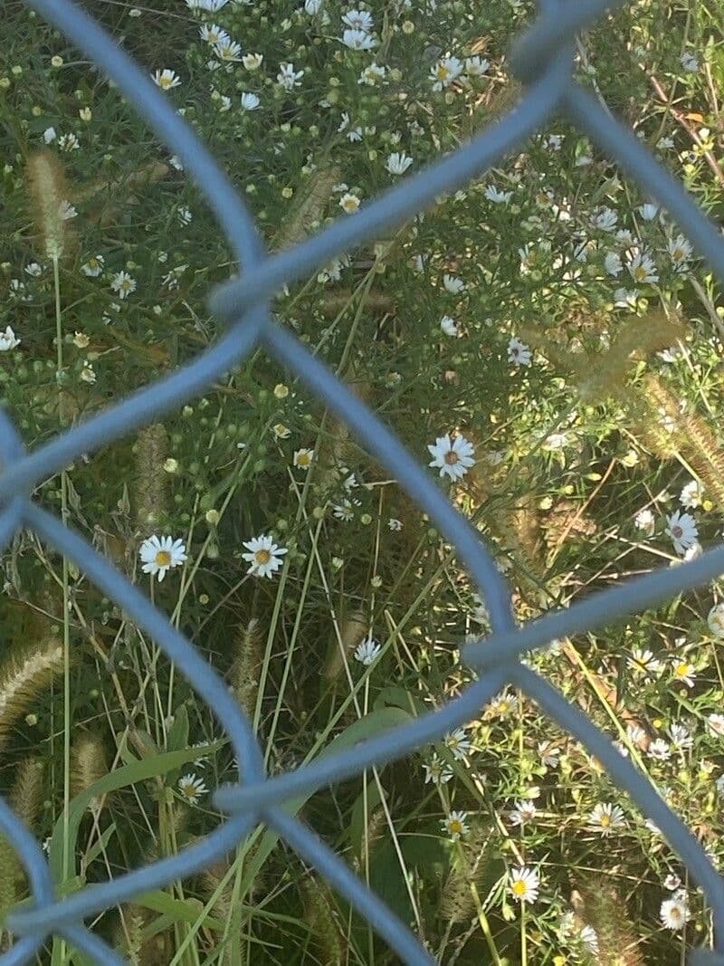 Boltonia asteroides 3