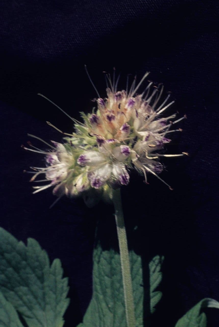 Feuille d'eau de Fendler 5