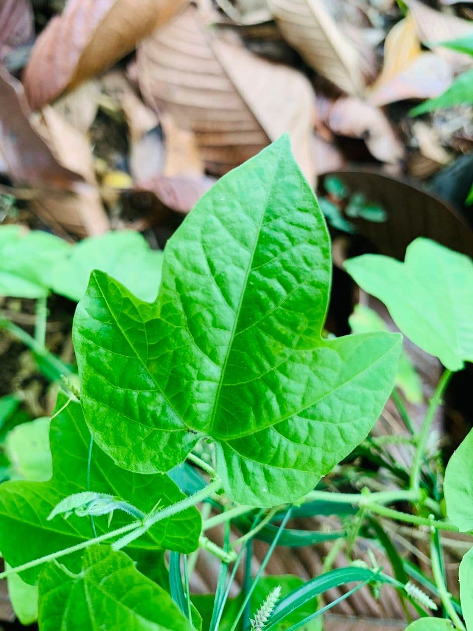 Passiflora 13